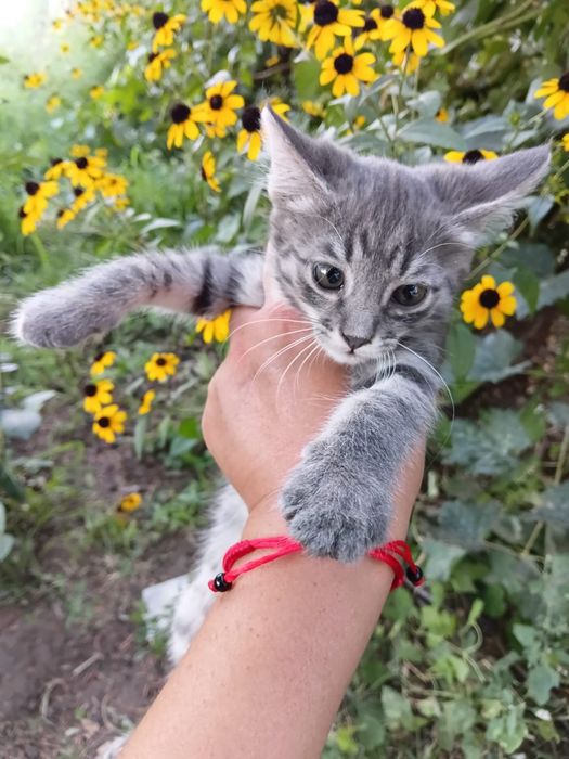 Котята бесплатно.