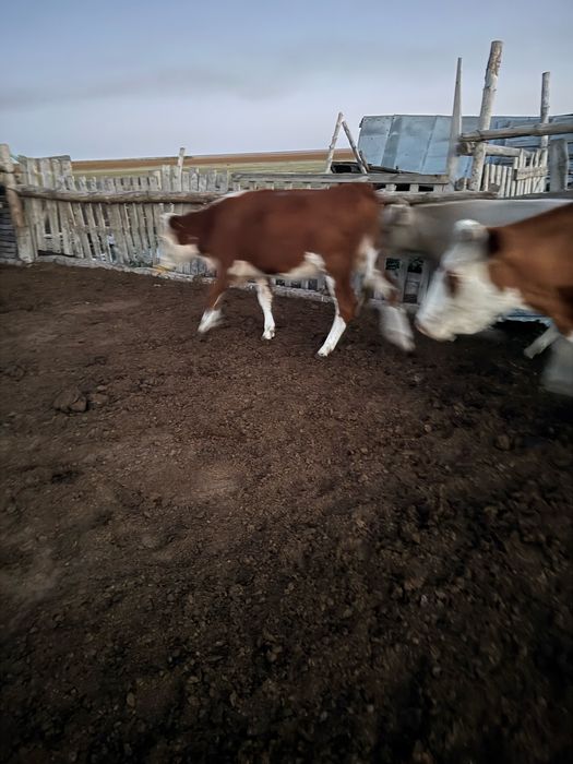Продам телок 2025 года