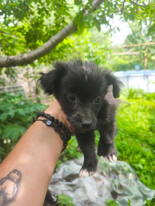 Щенки ищут семью