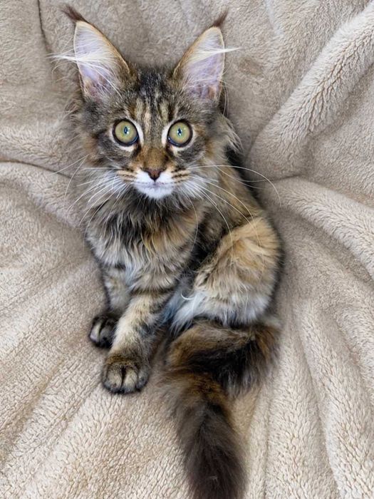 NIRA – Maine Coon femelă f22, pedigree | LYNX RUNE CODE