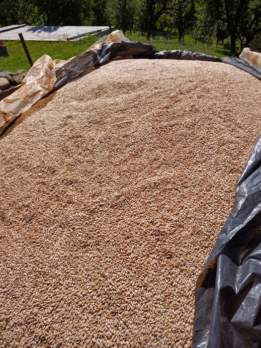 Vând  triticale de anu trecut