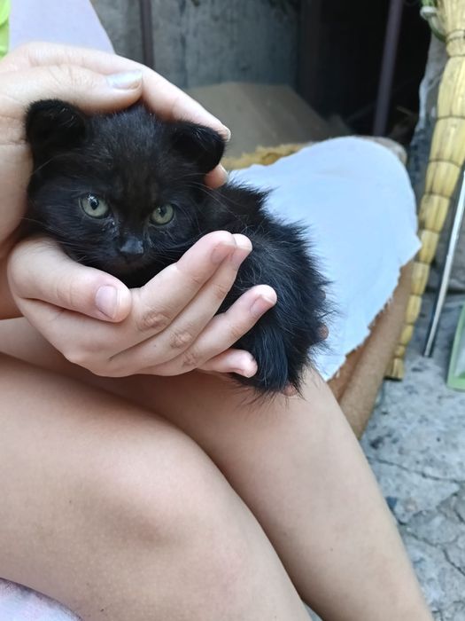Отдаю котенка в хорошие руки