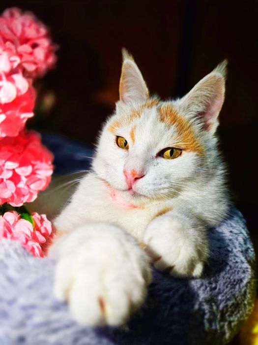 Снежана красавица