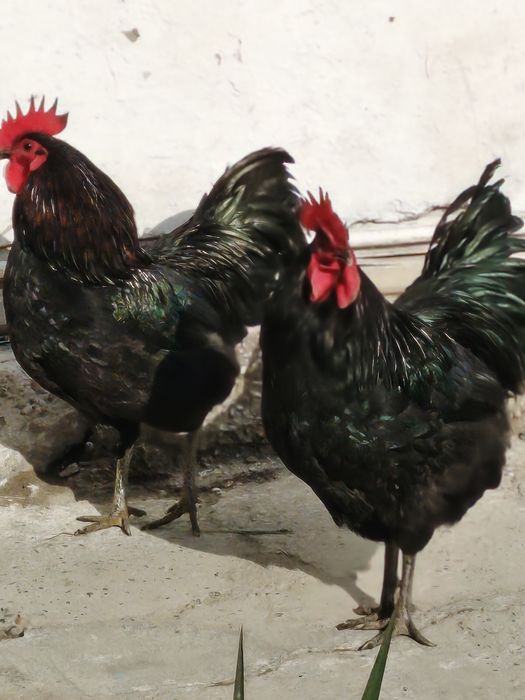 Zoti toza avstralop xo'rozlari tezda sotiladi