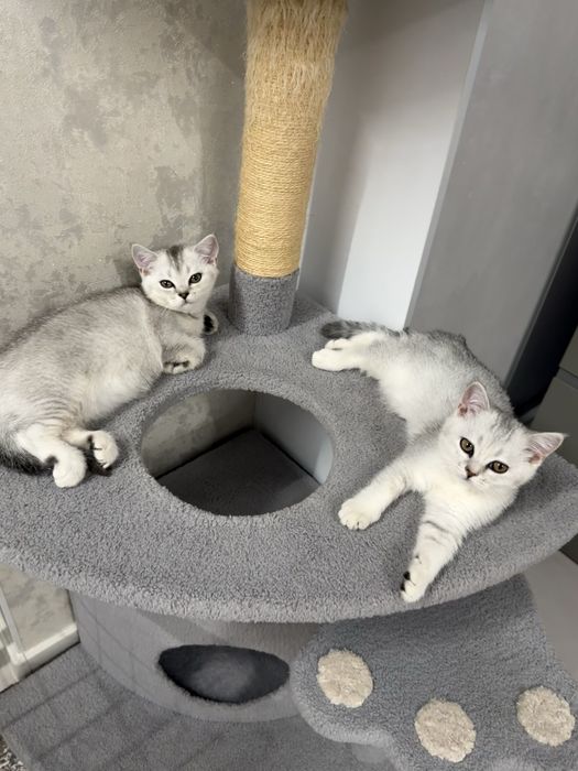 Котята серебристой шиншиллы скотиш страйт