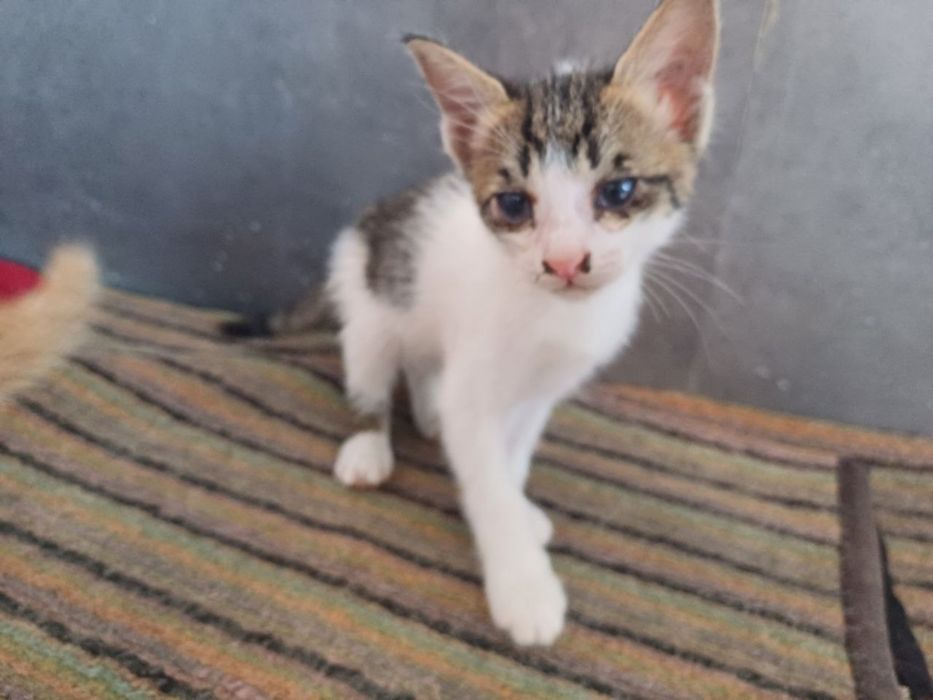 2 котенка 40 дней