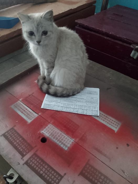 Котята котята котята