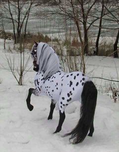 От Акили ГУЗАЛ тулпор сурочни