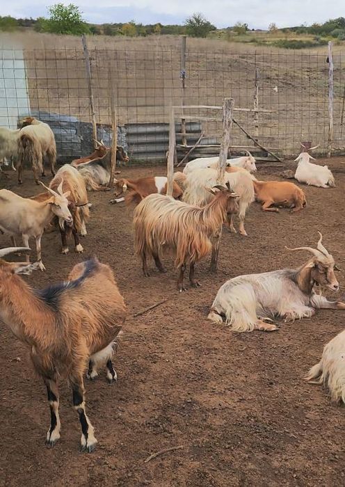 Vând turmă de capre