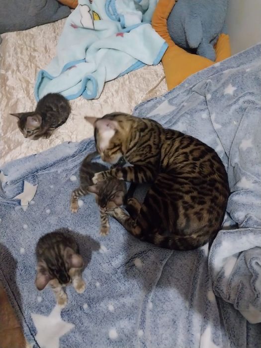 Бенгальский кот на вязку