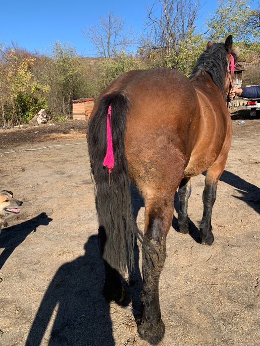 Manza de vânzare de 1 an jumate