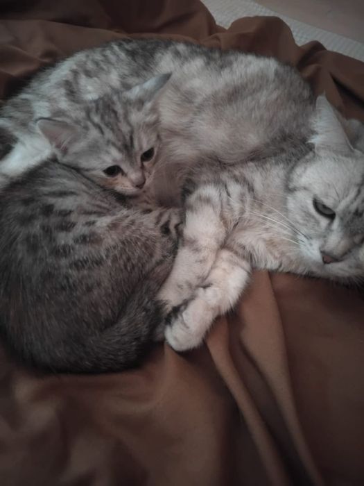 Отдам кошечку в добрые руки