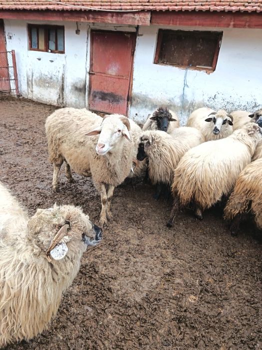 Vand 20 mioare bine ingrijite