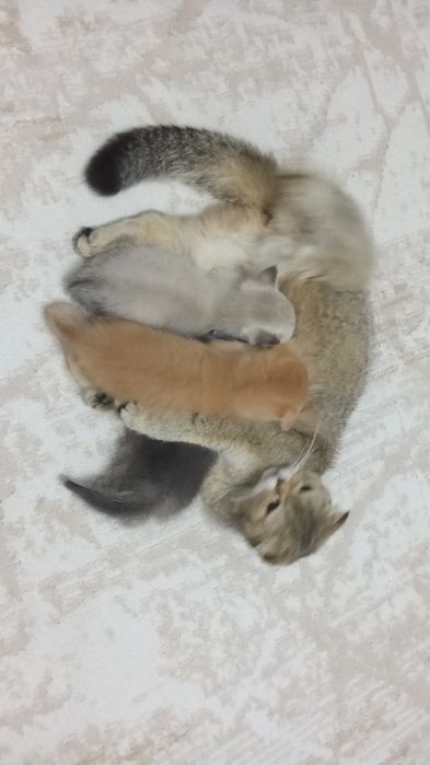 Котята очень умныйе