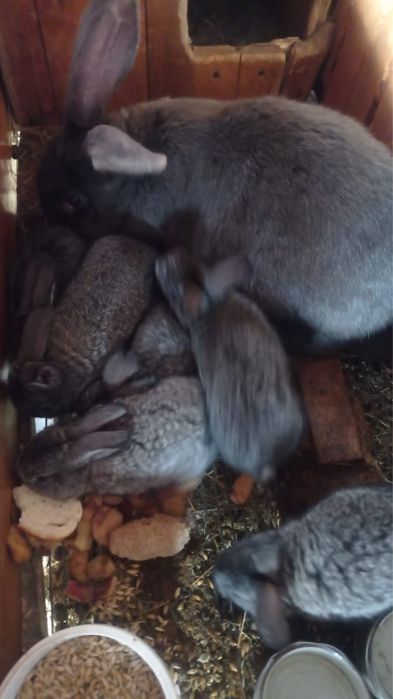 Кролики домашние