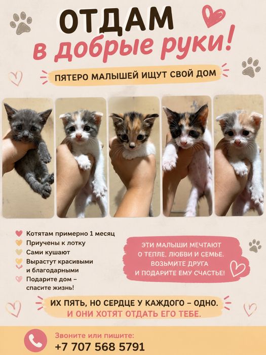 Отдам 5 котят даром