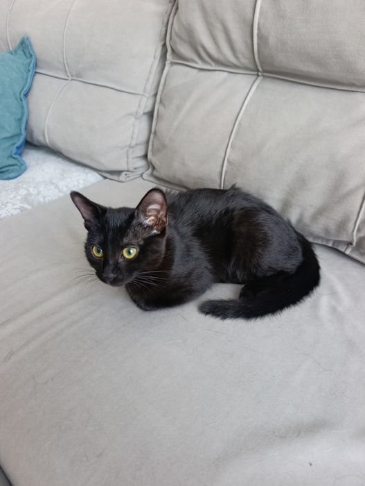 Ласковая черная кошка