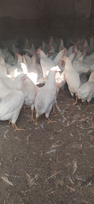 несушки сенди молодки