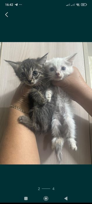 Отдам в добрые руки котят