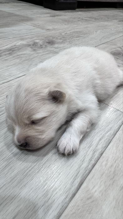 Щенки немецкий шпиц