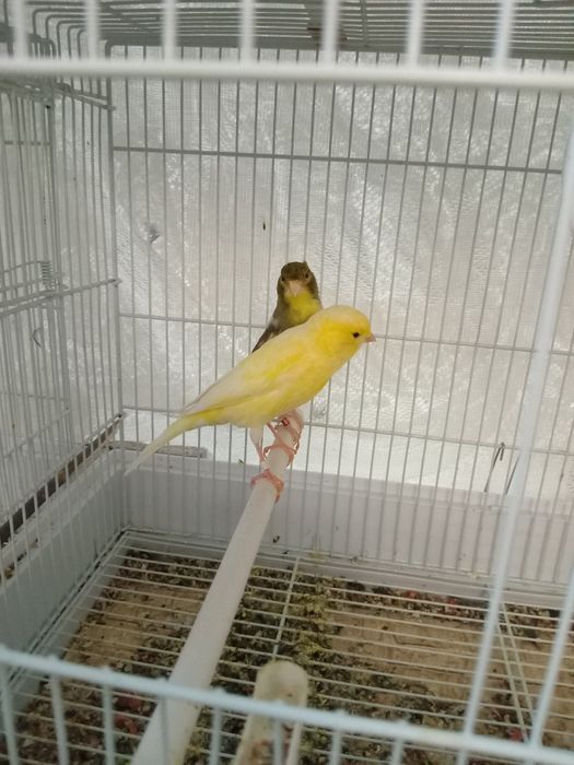 Испанский Ларгет.