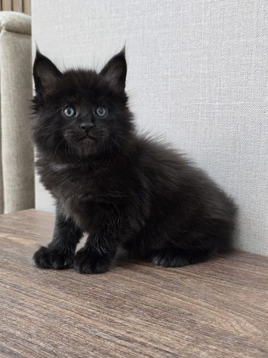 Шикарный мальчик мейн-кун полидакт