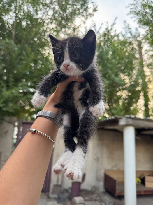 Котята ,домашние