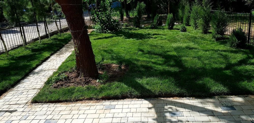 Газон роскш всшога дома