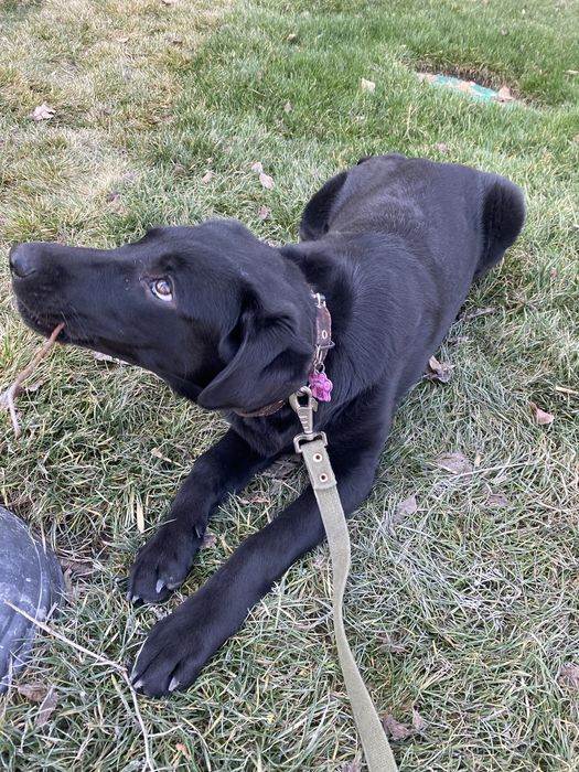 Продам щенка лабоадор ретривера