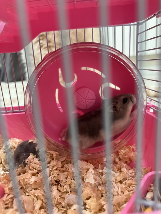 Продам хомяков джунгарских