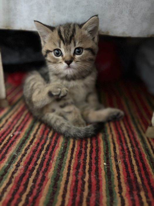Продаётся скотиш Страйт мальчик!