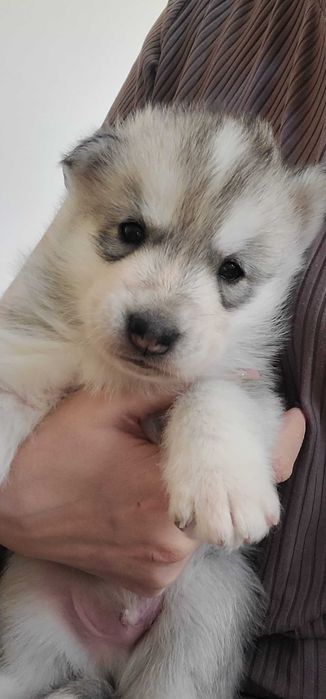 Хаски щенек родился 14 февраля на день влюблённых уже привит и с паспа