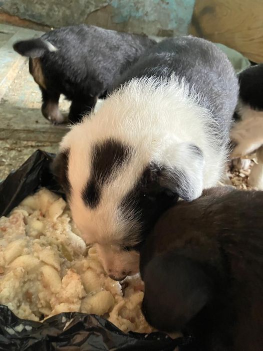 щенки в добрые руки