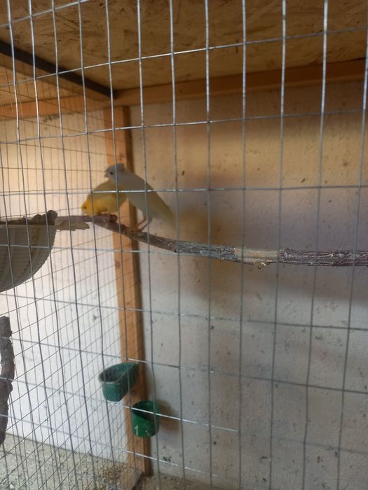 Канарейки продам.