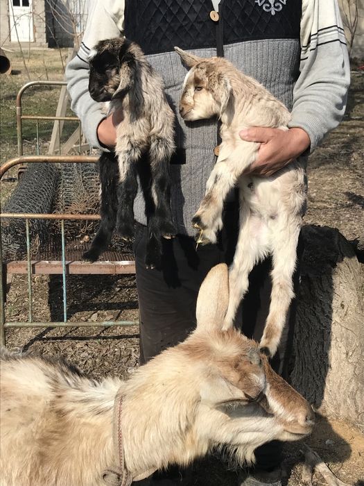 Альпи ешкі лақтарымен