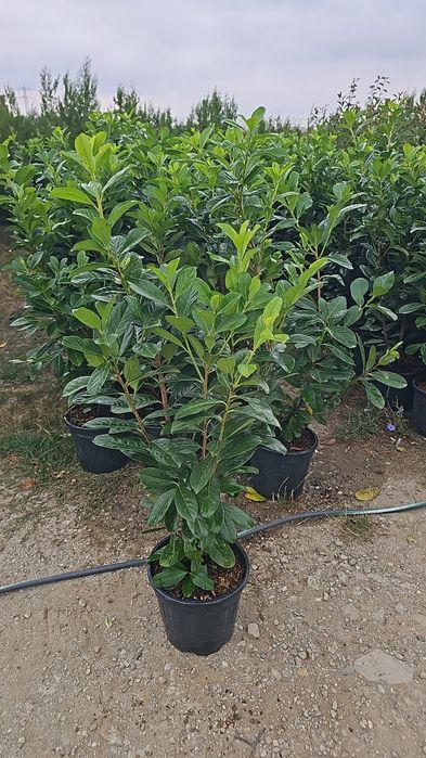 Prunus laucerasus- Photinia red- Leylandi- Euonymus