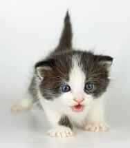 Ищем дом для малышей 1,5 мес