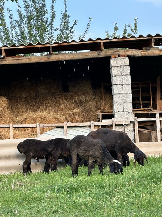 Кошкарлар сатылады