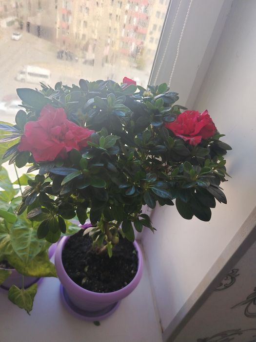 Гүлдер сатылады..