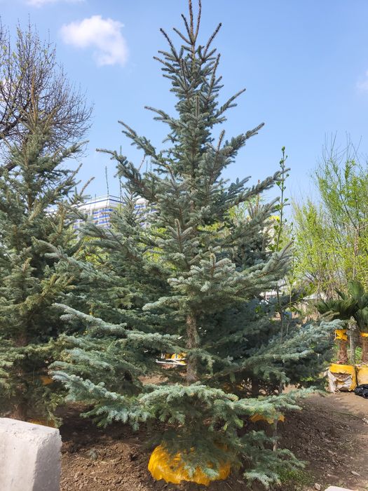 Ели и берёзы (lat betula)