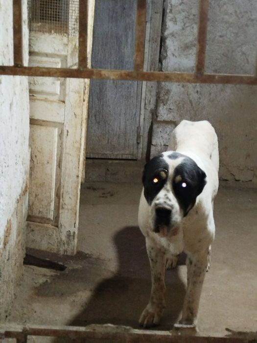 Buldozer Alabay sotiladi erkak