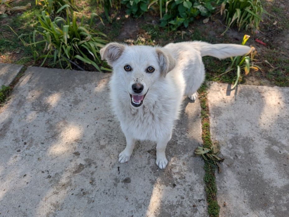 Catelusa talie mica spre adopție