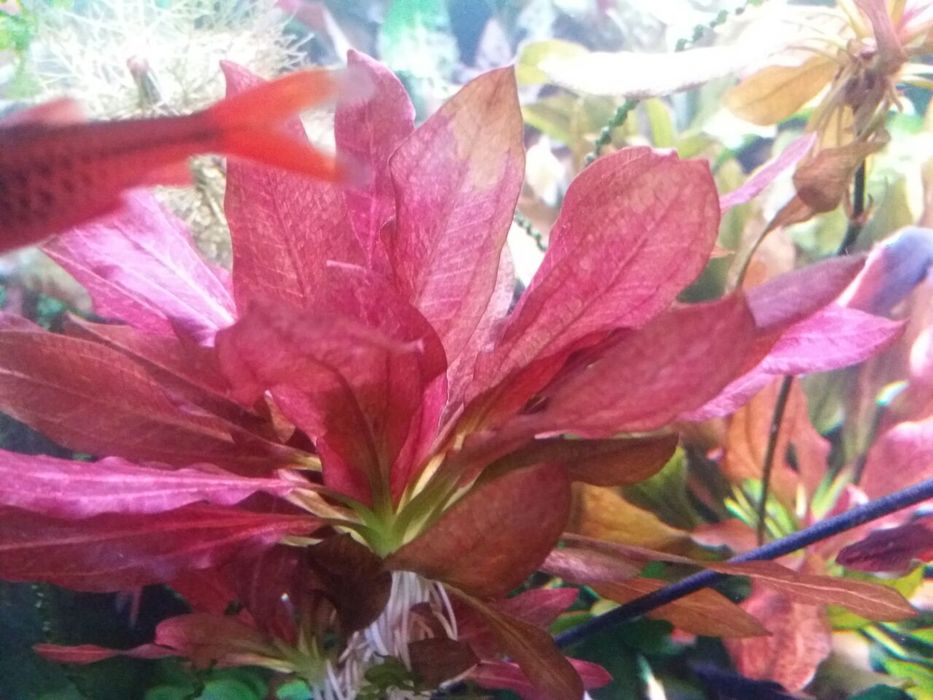 Растение Эхинодорус Оцелот красный 
Один куст Р