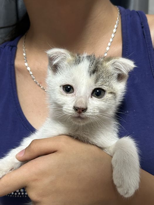 Котяты ищут дом…