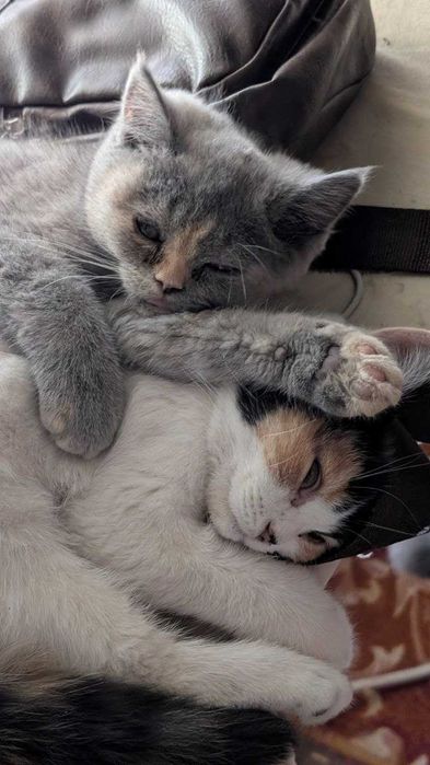 Продам котят Scottish Straight Шотландцы Скоттиш страйт