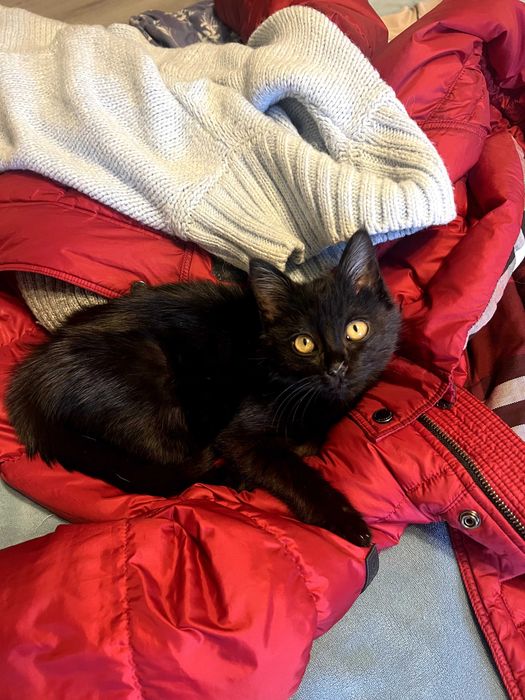 Котенок в добрую семью!