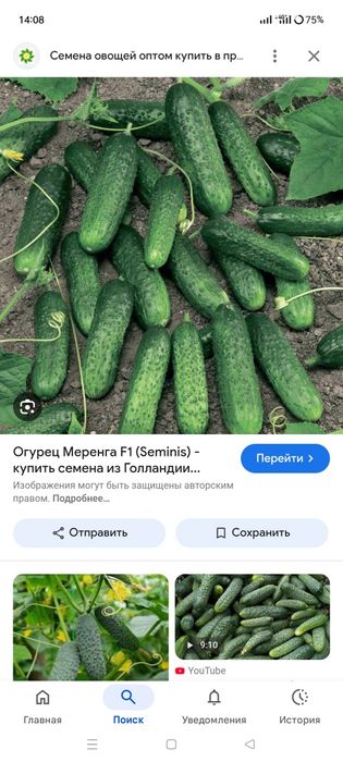Фёдоровка  продам огурцы.