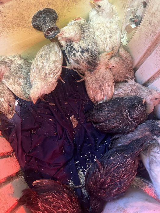 Продавам домашни пилета