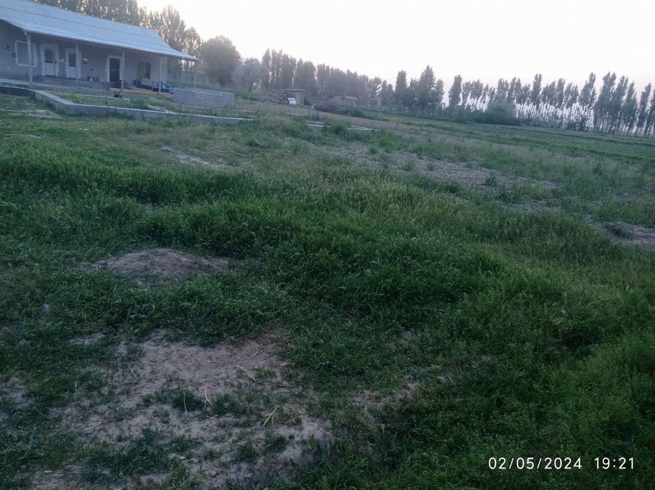 Yer uchaska betoni quyilgan gilos kochat ekilgan trassaga yaqin joyda