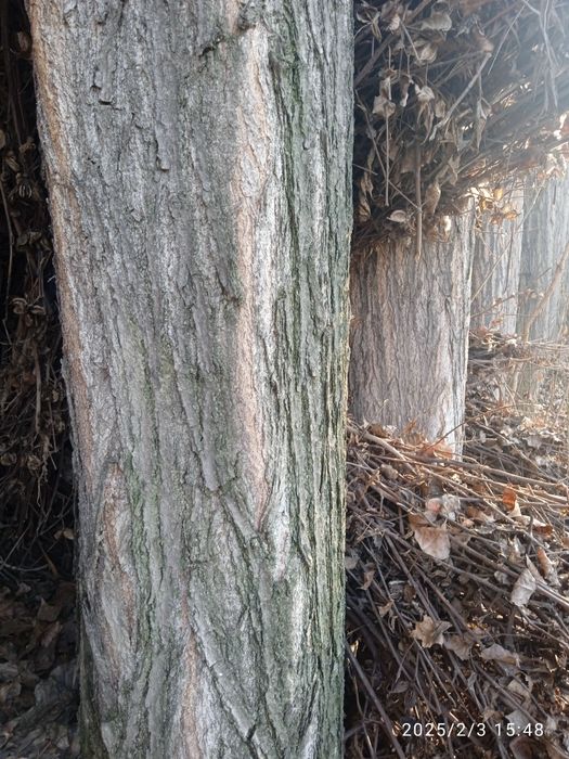 Qurilish uchun terak sotiladi